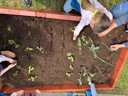 Gemüsebeet KIDS Aktion von Scheck-in