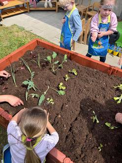 Gemüsebeet KIDS Aktion von Scheck-in